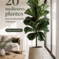 Une sélection de plantes d'intérieur suspendues dans un coin lumineux d'un salon.